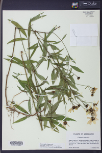 Coreopsis tripteris image