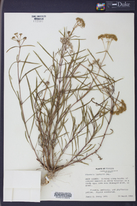 Flaveria linearis image