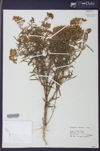 Flaveria linearis image