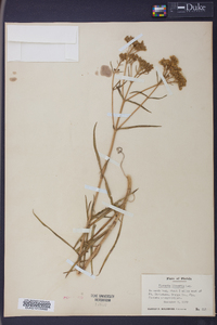 Flaveria linearis image