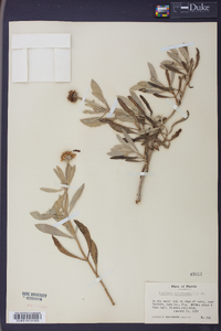 Borrichia arborescens image