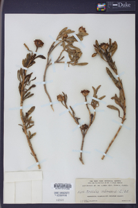 Borrichia arborescens image