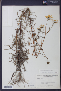 Helianthus angustifolius image