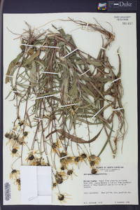 Helianthus angustifolius image