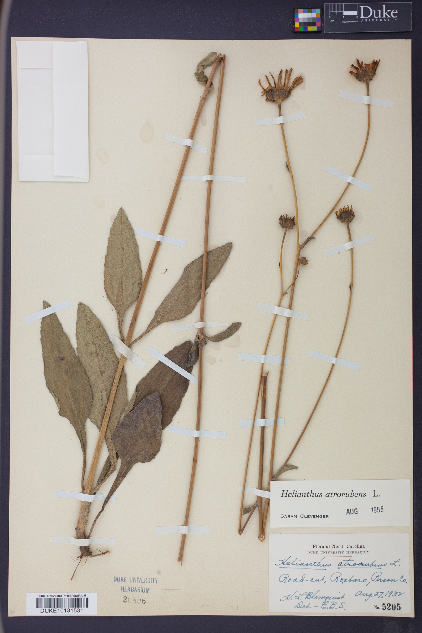 Helianthus atrorubens image