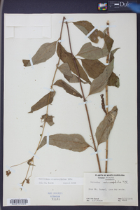 Helianthus microcephalus image