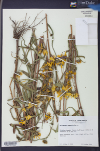 Helianthus angustifolius image