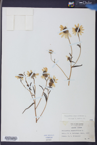 Helianthus angustifolius image