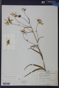 Helianthus angustifolius image