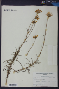 Helianthus angustifolius image