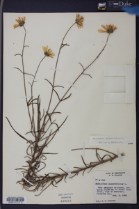 Helianthus angustifolius image