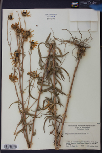 Helianthus angustifolius image