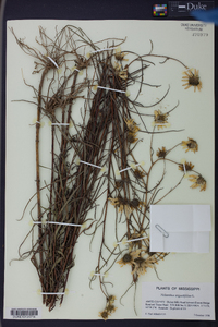 Helianthus angustifolius image