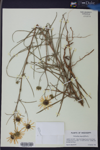 Helianthus angustifolius image