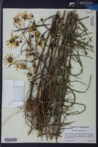 Helianthus angustifolius image