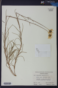 Helianthus angustifolius image