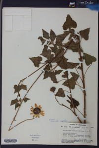 Helianthus debilis subsp. cucumerifolius image