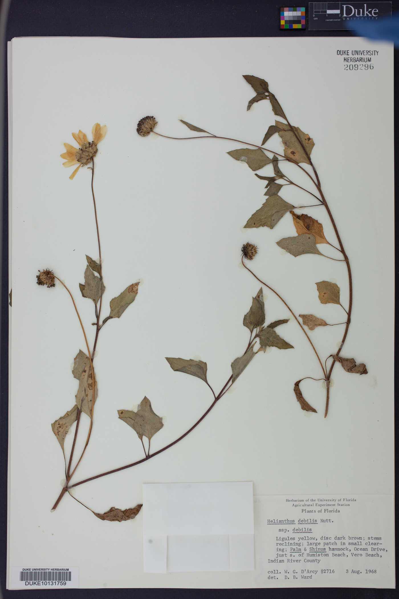 Helianthus debilis subsp. debilis image
