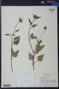 Helianthus debilis subsp. debilis image