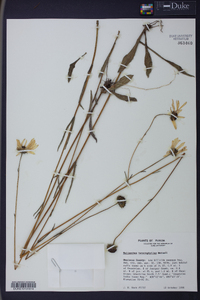 Helianthus heterophyllus image