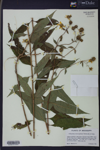 Helianthus microcephalus image