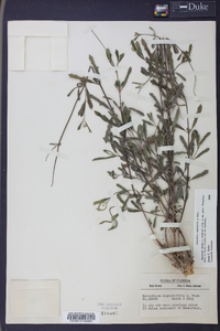 Melanthera angustifolia image