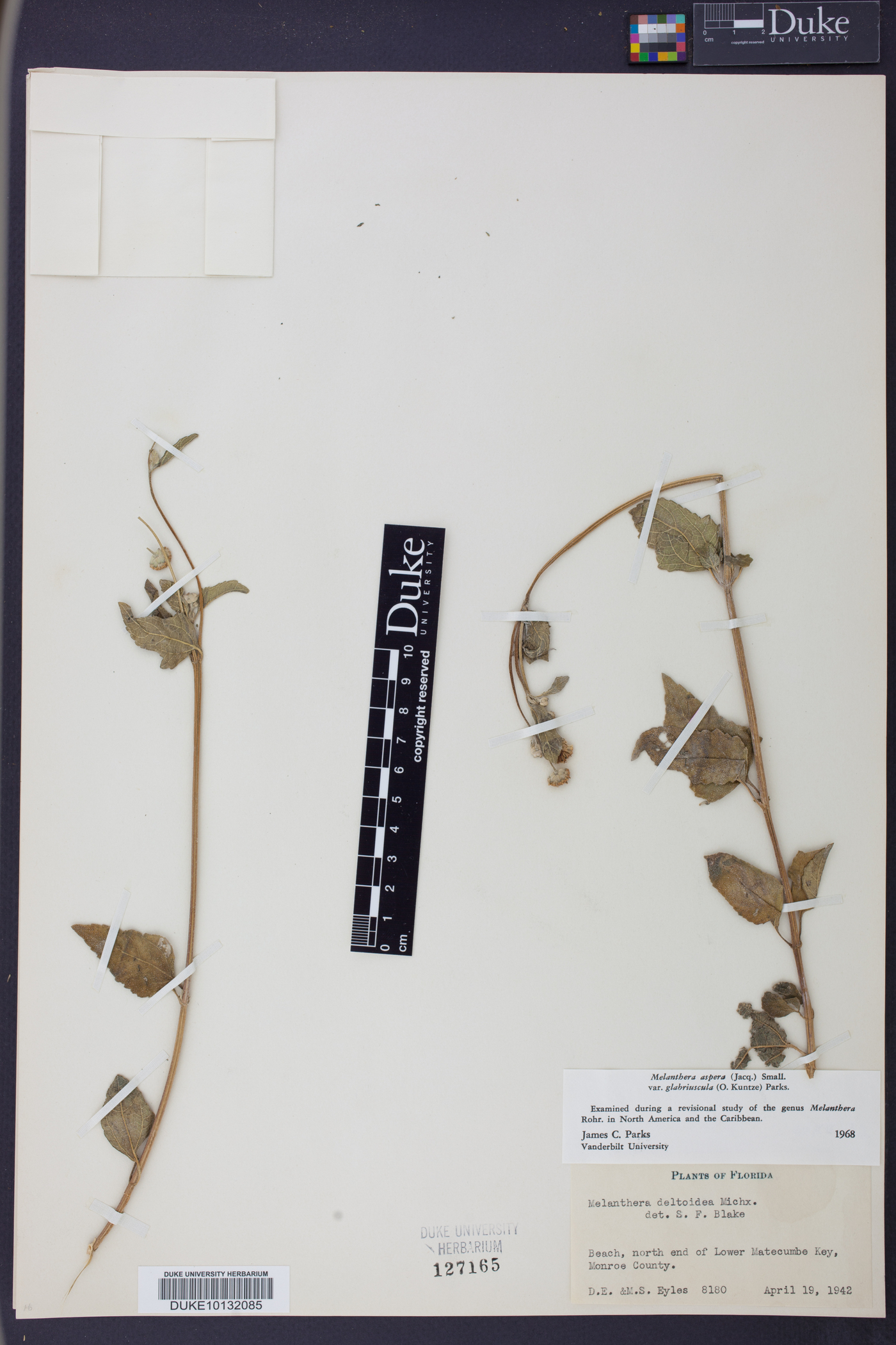 Melanthera aspera var. glabriuscula image