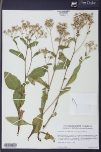 Parthenium integrifolium image