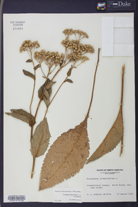 Parthenium integrifolium image