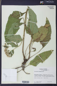 Parthenium integrifolium image