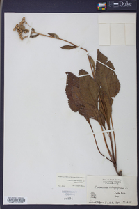 Parthenium integrifolium image