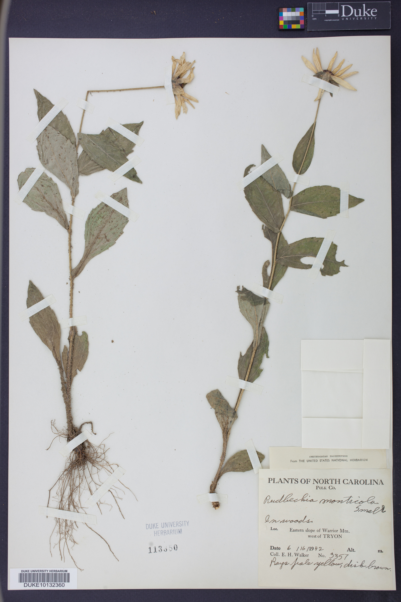 Rudbeckia monticola image