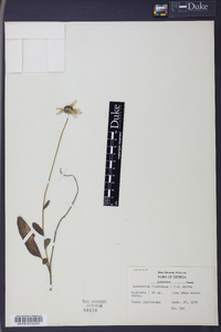 Rudbeckia floridana image