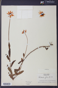 Image of Rudbeckia foliosa