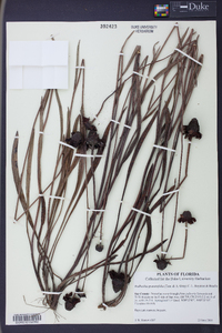 Rudbeckia graminifolia image