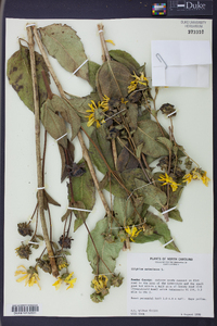 Silphium asteriscus image