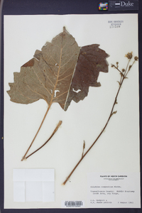 Silphium compositum image