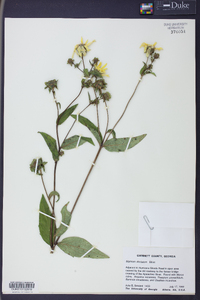 Silphium dentatum image