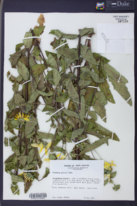 Silphium radula image