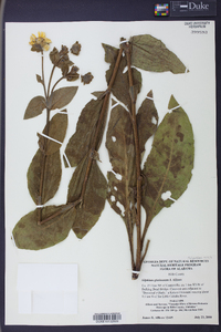 Silphium glutinosum image