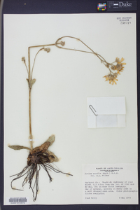 Arnica acaulis image