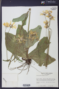 Arnica acaulis image