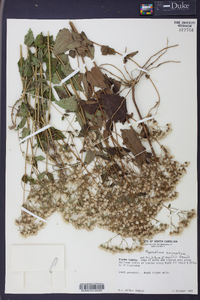 Ageratina aromatica image