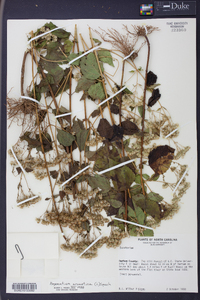 Ageratina aromatica image