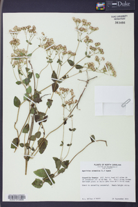 Ageratina aromatica image