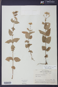 Ageratina aromatica image