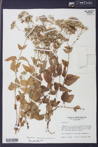 Ageratina aromatica image