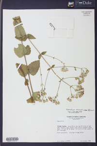 Ageratina aromatica image