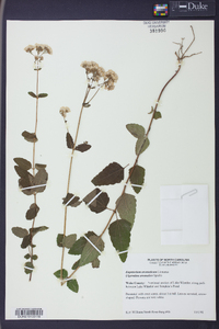 Ageratina aromatica image