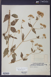 Ageratina aromatica image